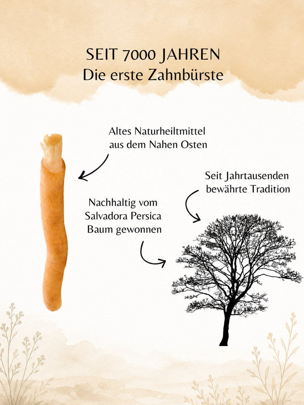 Miswak-Tradition und Herkunft vom Arakbaum